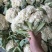 张家口精品有机花菜大量有货供应，青梗白面，全国发货