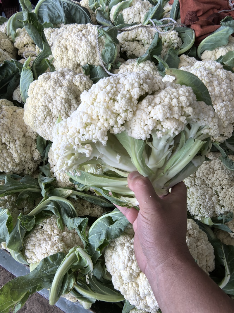 张家口精品有机花菜大量有货供应，青梗白面，全国发货