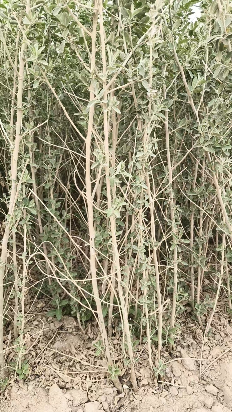 沙枣杯苗