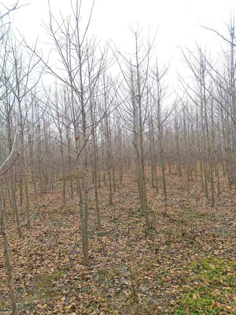 银杏4~8公分量大产地直发，欢迎咨询欢迎实地看货