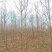 银杏4~8公分量大产地直发，欢迎咨询欢迎实地看货