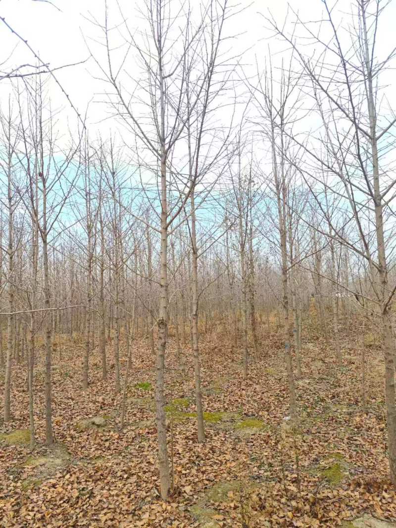 银杏4~8公分量大产地直发，欢迎咨询欢迎实地看货