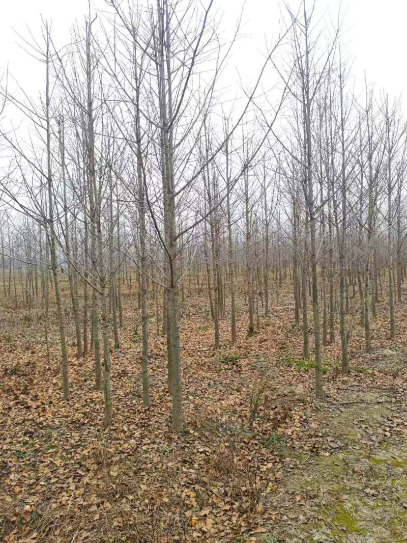 银杏4~8公分量大产地直发，欢迎咨询欢迎实地看货
