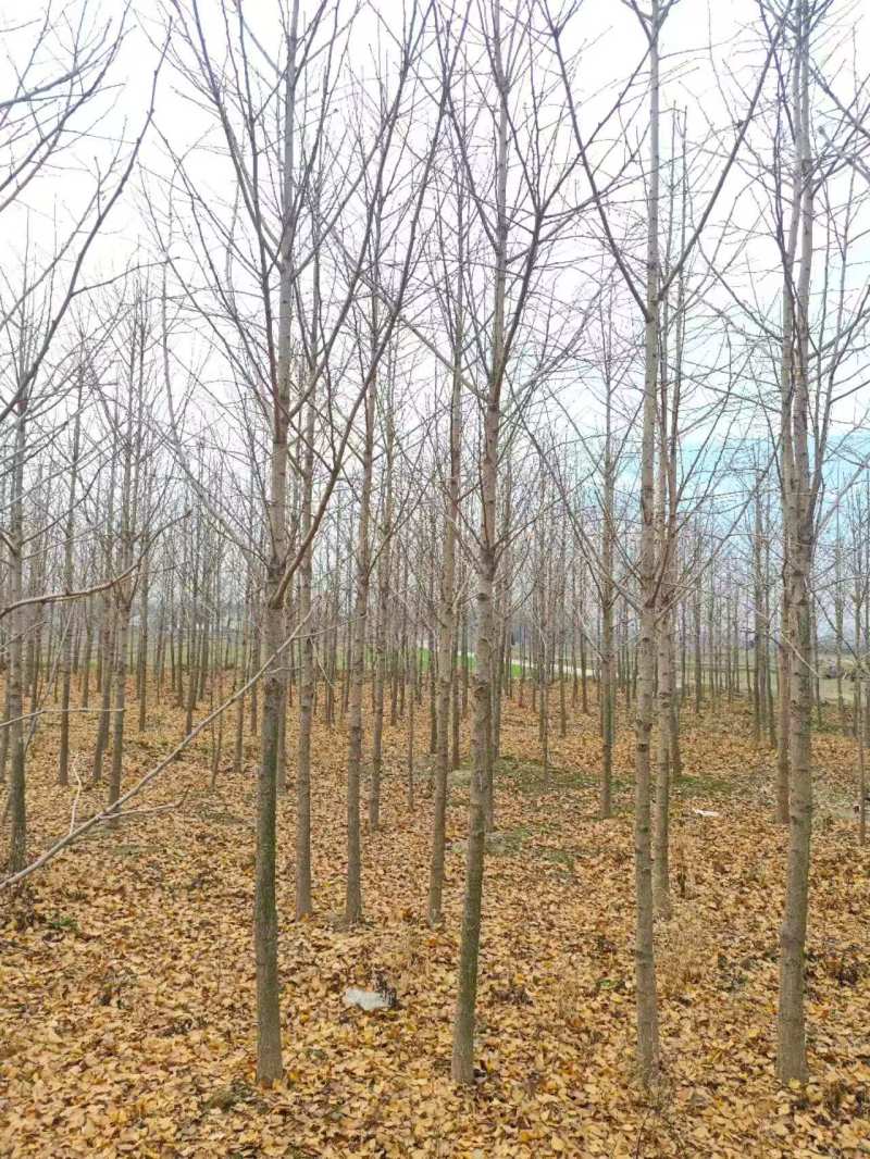 银杏4~8公分量大产地直发，欢迎咨询欢迎实地看货