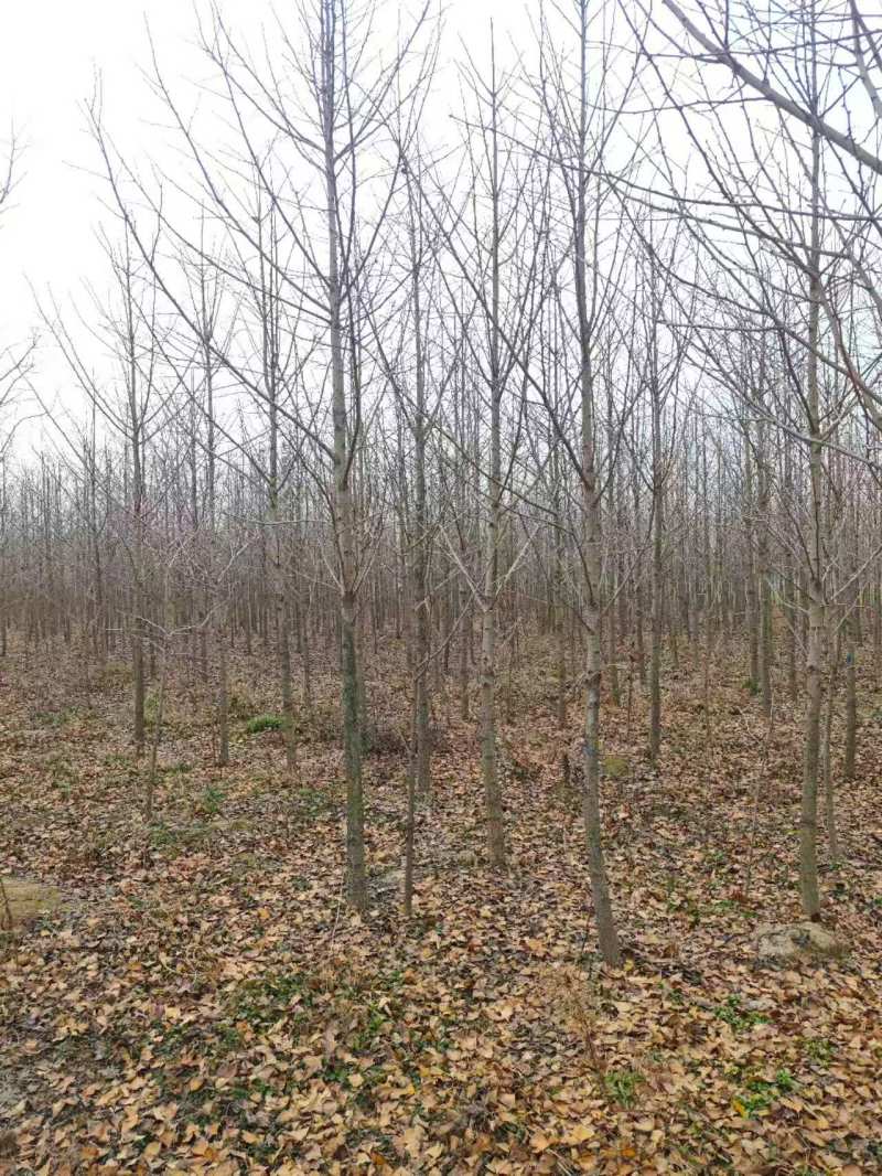 银杏4~8公分量大产地直发，欢迎咨询欢迎实地看货