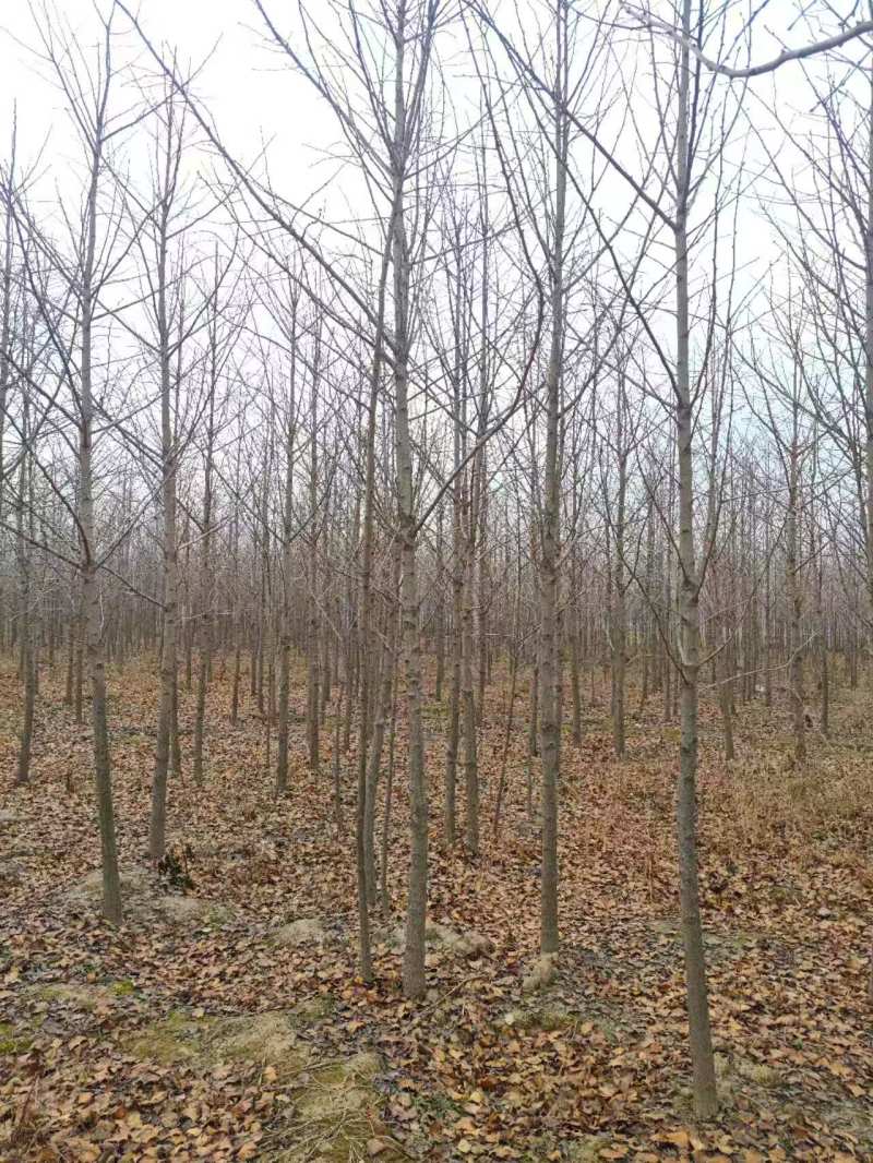 银杏4~8公分量大产地直发，欢迎咨询欢迎实地看货