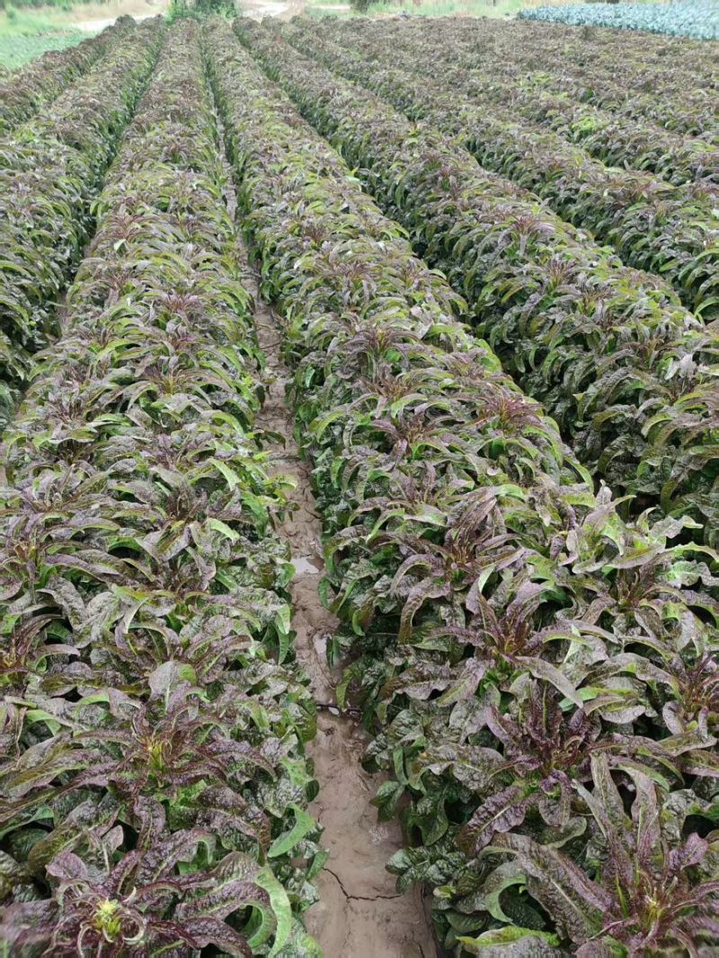 《热卖》甘肃红叶莴笋，红尖叶打捆莴苣，产地直销现货现发