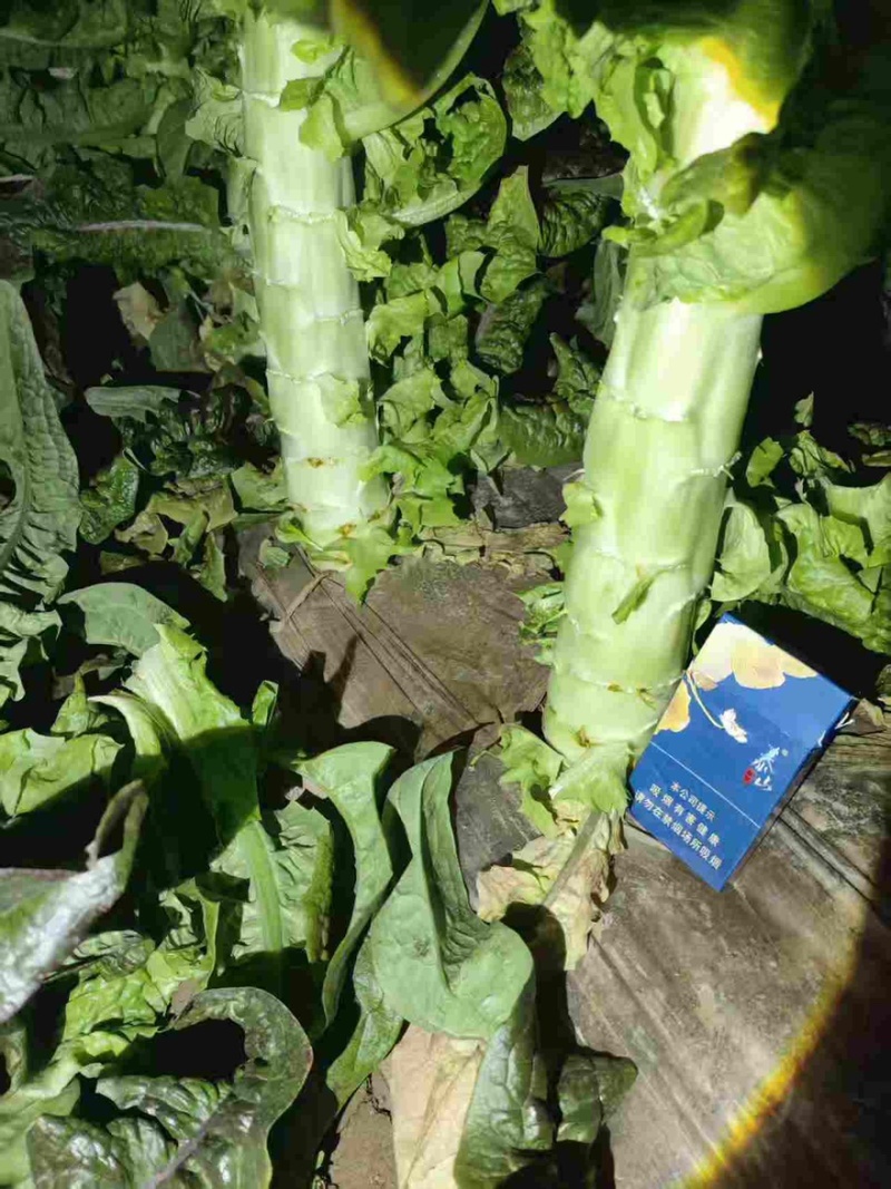 《热卖》甘肃红叶莴笋，红尖叶打捆莴苣，产地直销现货现发
