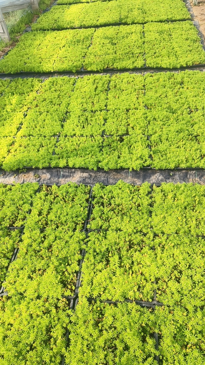 佛甲草，金叶佛甲草，黄金条，色块苗