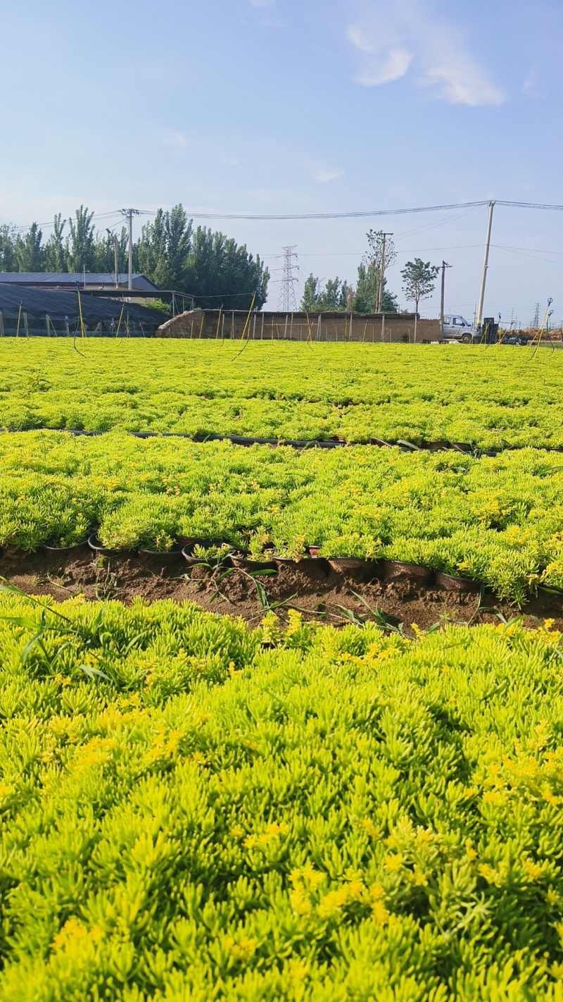 佛甲草，金叶佛甲草，黄金条，色块苗