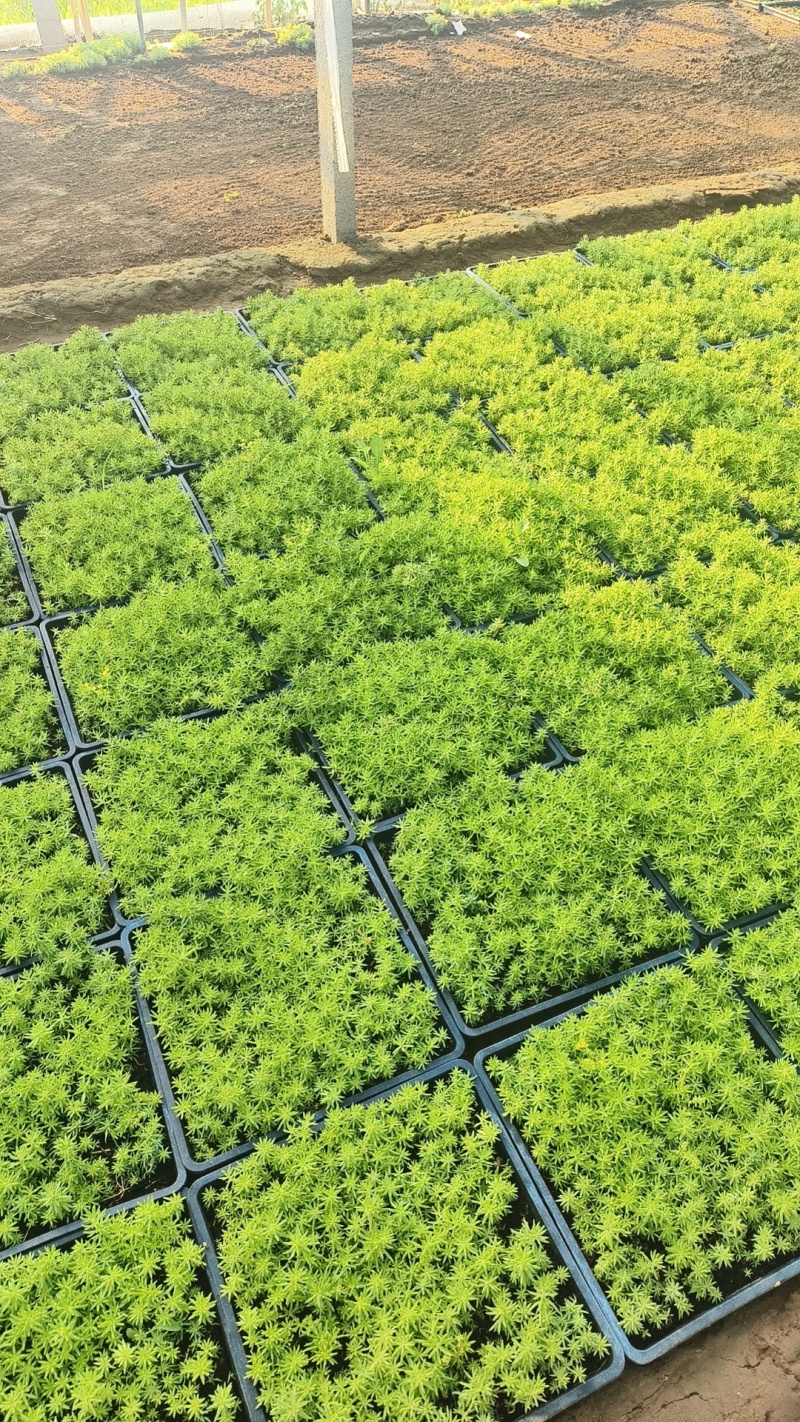 佛甲草，金叶佛甲草，黄金条，色块苗