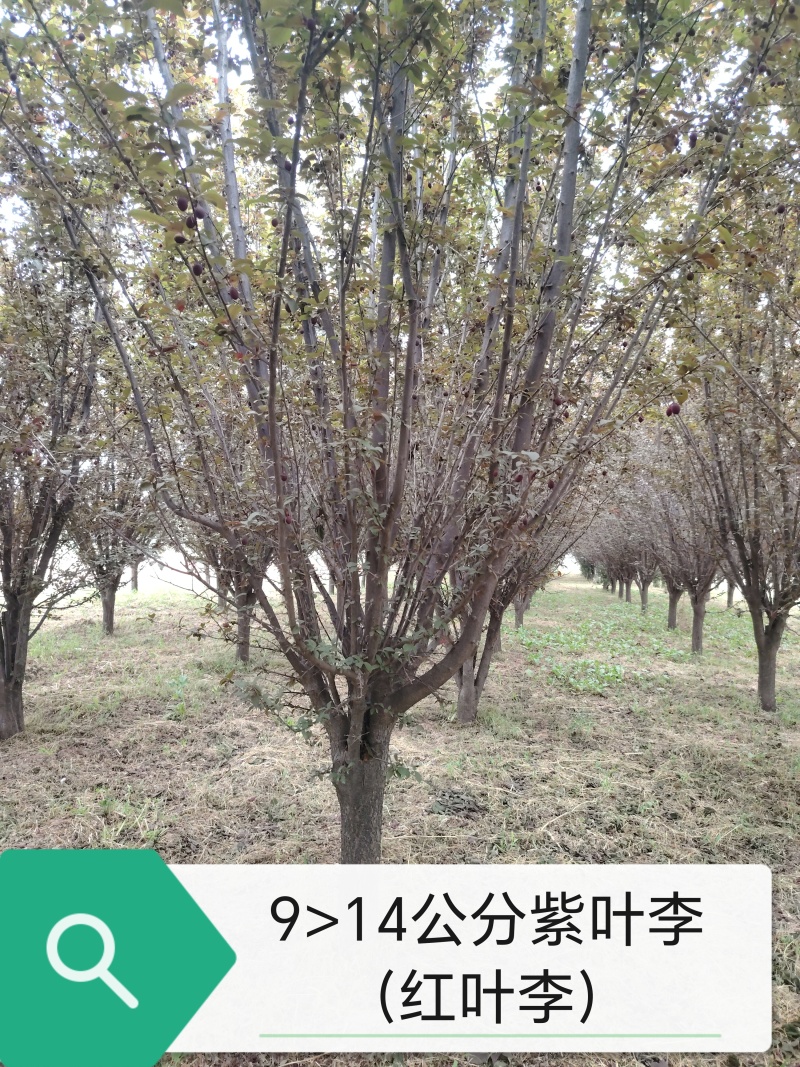 低分枝红叶李/紫叶李9-12公分的红叶李树/一手货源