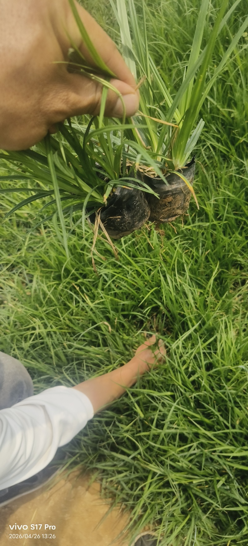 崂峪苔草，