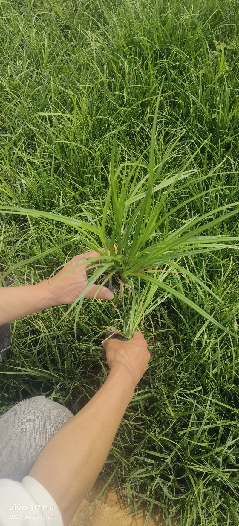 崂峪苔草，