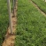 崂峪苔草，