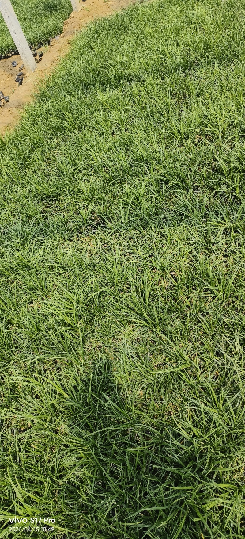 崂峪苔草，
