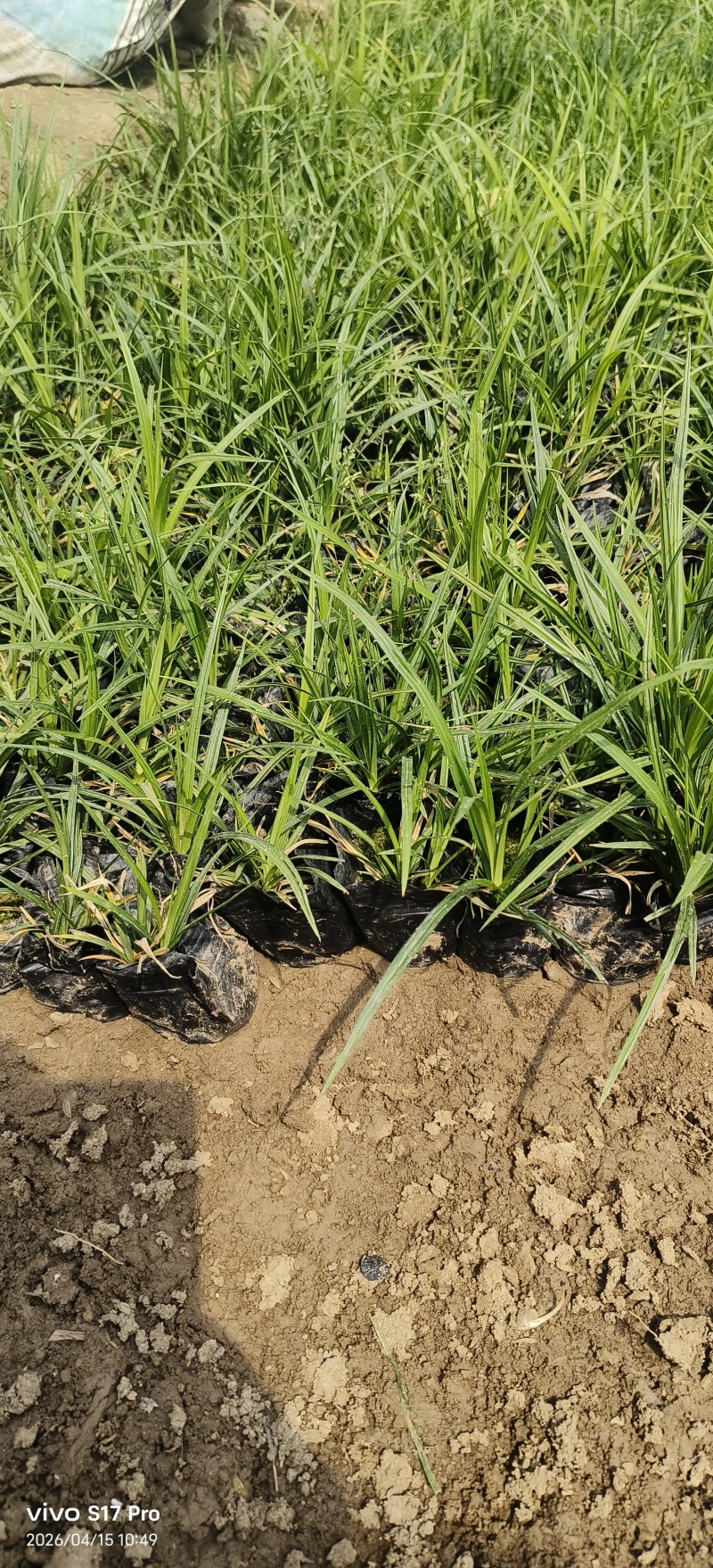 崂峪苔草，