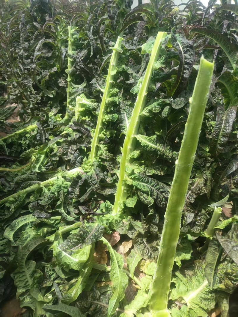 《精选》兰州莴笋杆子产地直销红叶莴笋三青莴笋莴苣基地货