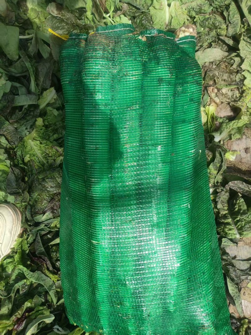 《精选》兰州莴笋杆子产地直销红叶莴笋三青莴笋莴苣基地货