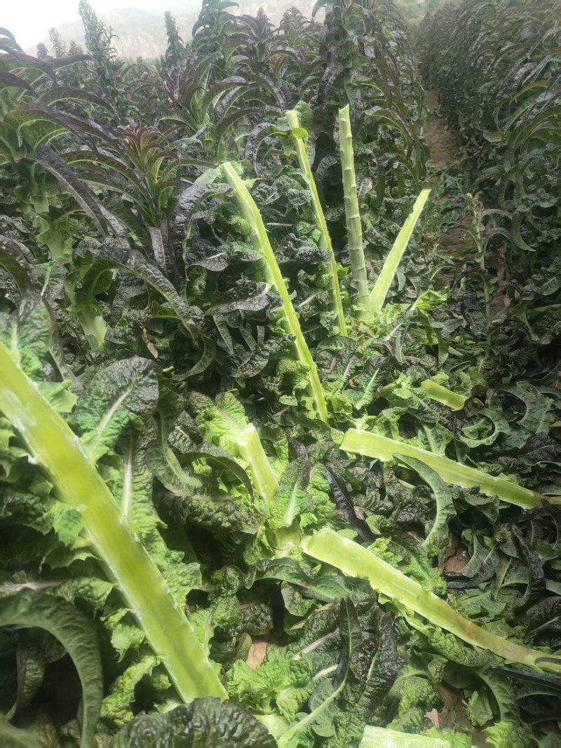 《精选》兰州莴笋杆子产地直销红叶莴笋三青莴笋莴苣基地货