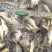 2-3斤原坑鲤鱼，回钓鲤鱼，可电话联系