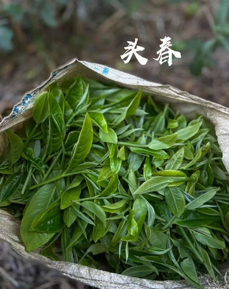 河源本地明前春茶高山绿茶农家土茶河源特产明前春茶