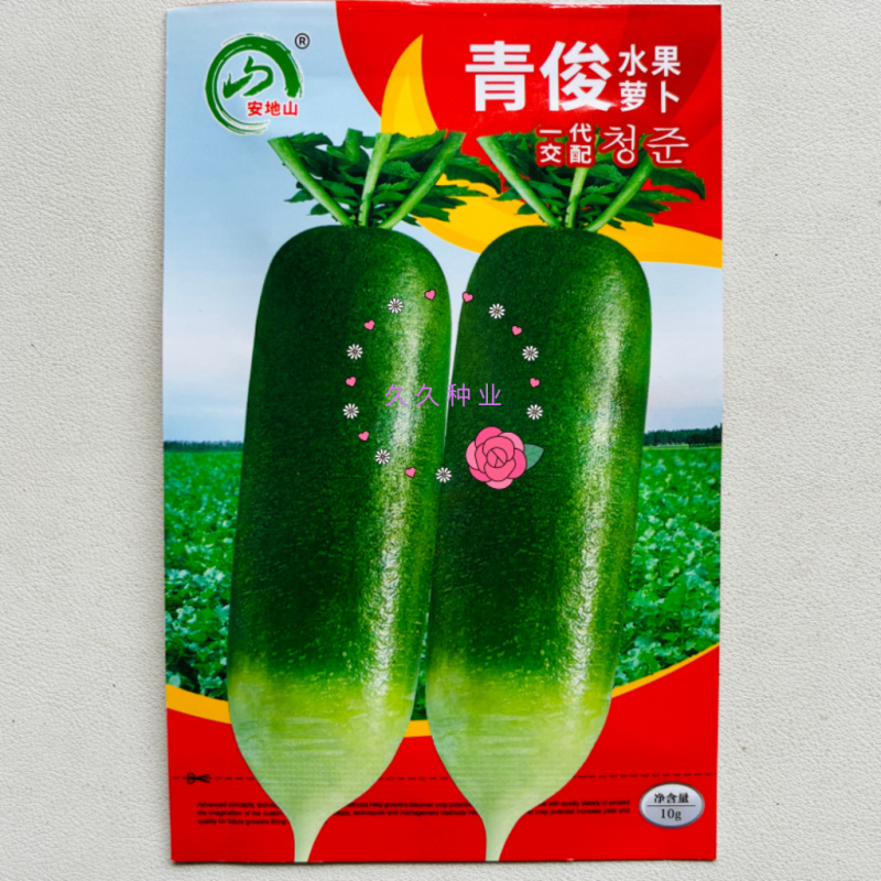 安地山青俊水果萝卜种子高产抗病耐寒早春秋农家小菜园种