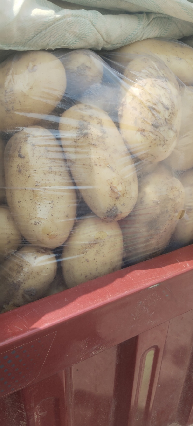 精品沃土黄皮黄心大量有货，看上了客户可以联系