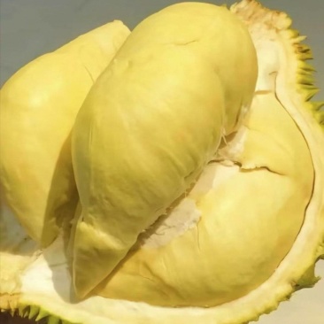 泰国金枕榴莲一手货源