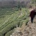 绿茶