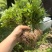 【黄柏苗】四川峨眉山基地欢迎大家咨询厚皮大叶黄柏