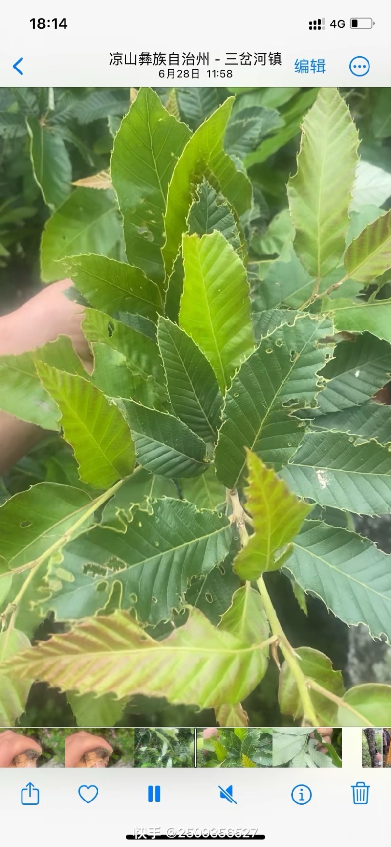 麻栗树
