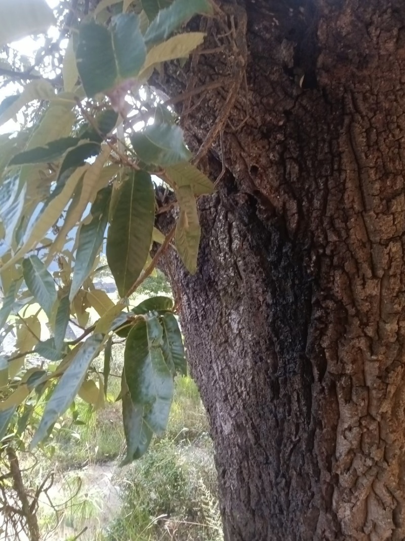 麻栗树