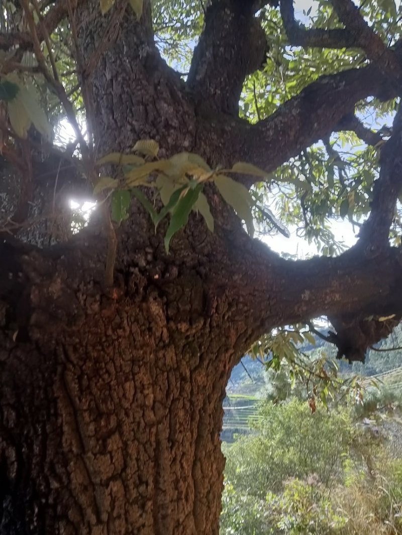 麻栗树