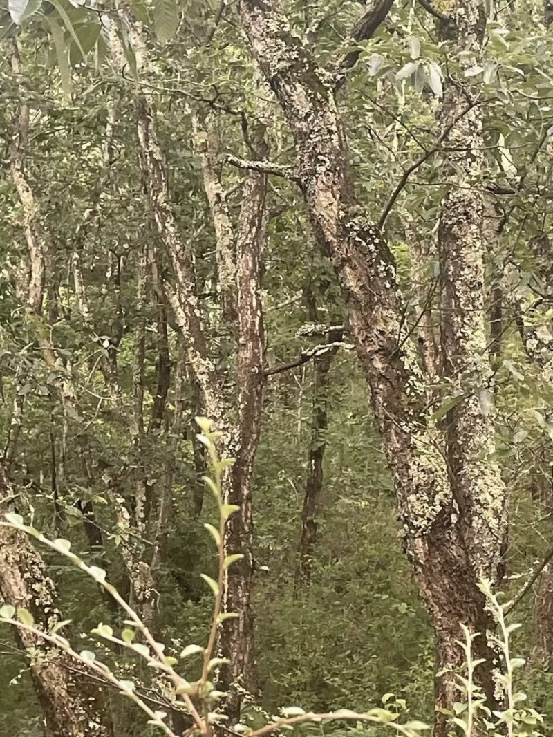 麻栗树