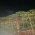 麻栗树
