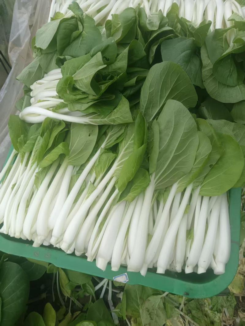 都是现摘新鲜蔬菜，要多少摘多少