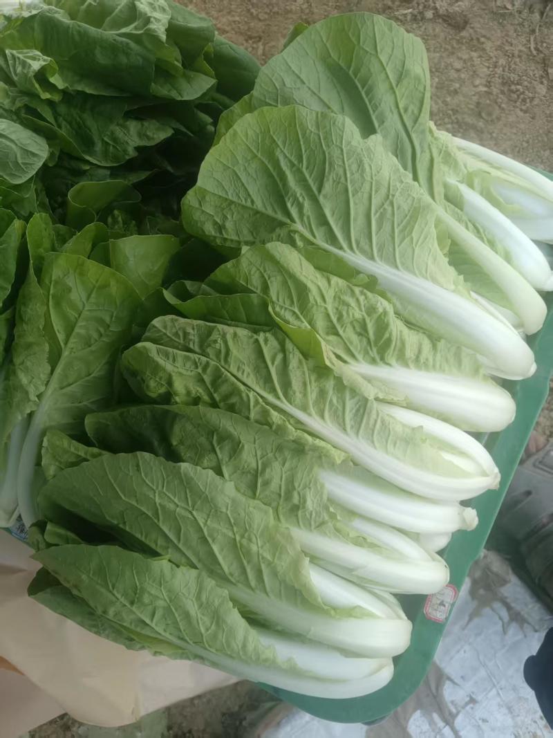都是现摘新鲜蔬菜，要多少摘多少
