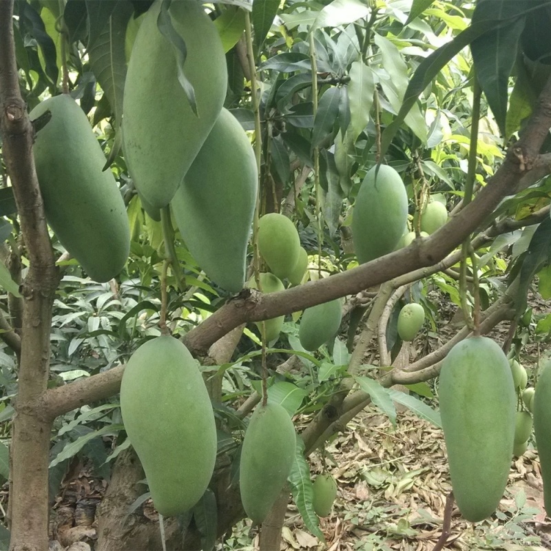 云南大青芒电商货大量批发