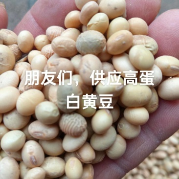 精品黄豆，作豆腐的高蛋白黄豆，大量现货，口感好出浆率高