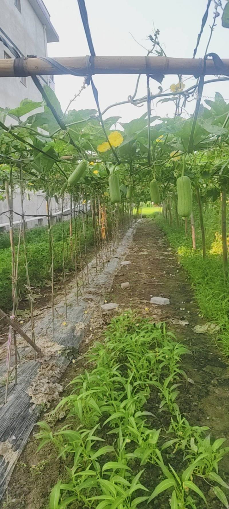 福建精品丝瓜肉丝瓜货源充足价格实惠欢迎联系