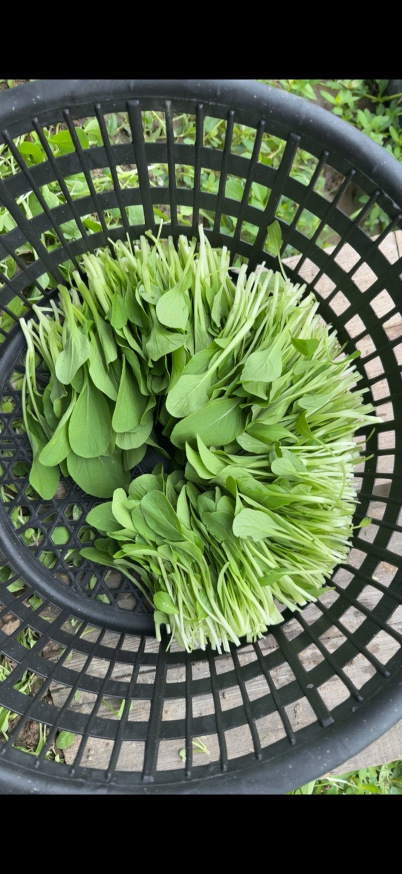 寻求常年合作鸡毛菜