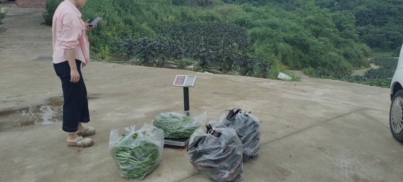 垫江县包家镇陆箭村茄子二荆条