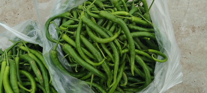 垫江县包家镇陆箭村茄子二荆条