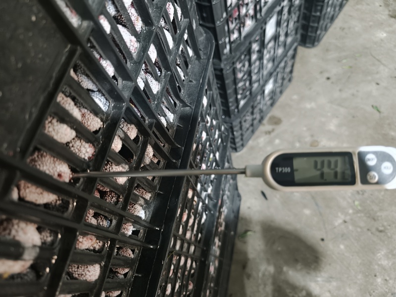 云南高质量东魁工厂杨梅大量出货