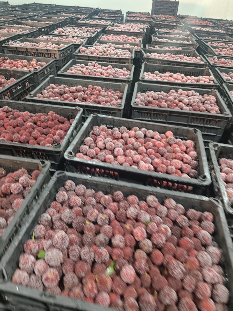 云南高质量东魁工厂杨梅大量出货