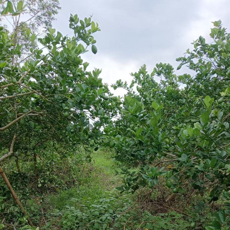香水柠檬叶
