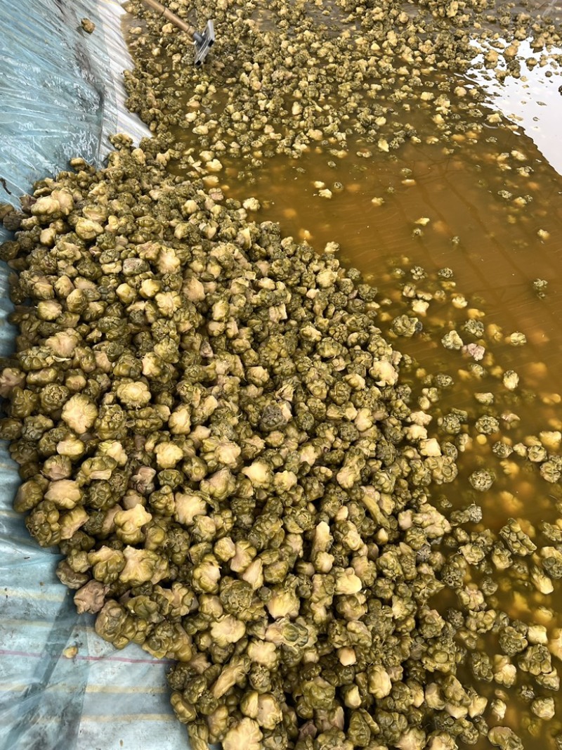 榨菜
