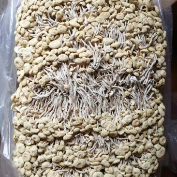 江西广昌白色茶树菇