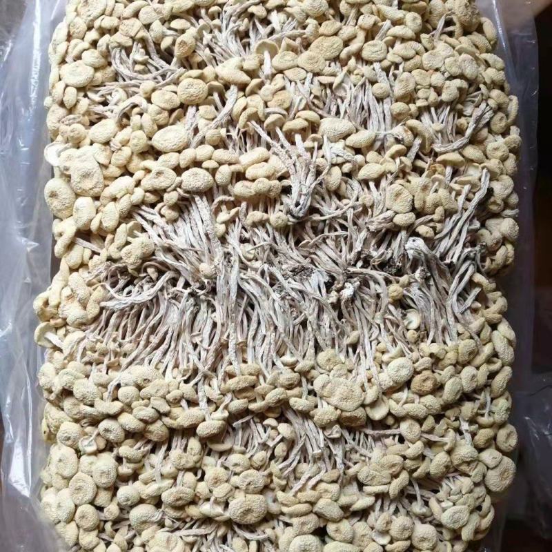 江西广昌白色茶树菇